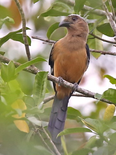 Bornean Treepie at Mt
            Kinabalu National Park