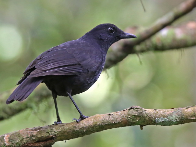 Bornean Whitling Thrush