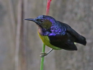 Brown-throated Sunbird