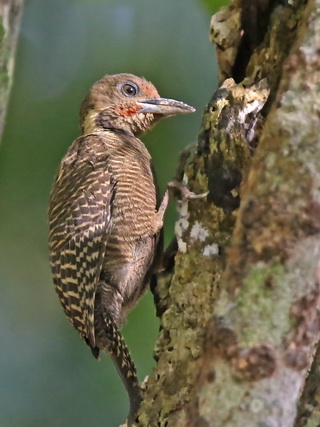 Buff-necked Woodpecker at Sepilok Jungle Resort