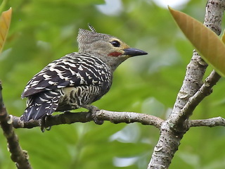 Buff-rumped Woodpecker