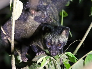 Palm Civet in Sabah Rainforest