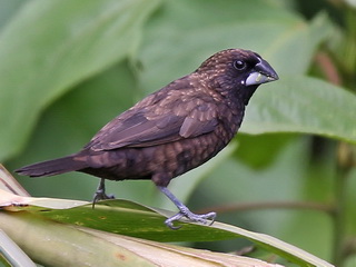 The endemic Dusky Munia