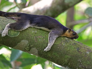 Sepilok Giant Squirrel