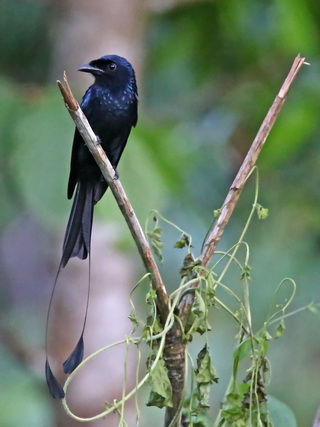 Drongo at the Sepilok Discovery Center