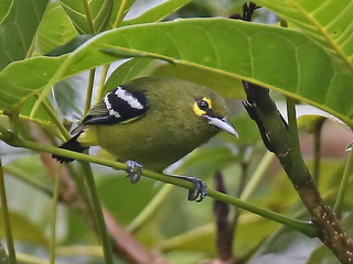 Green Iora at Sepilok Nature Resort