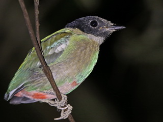 Hooded Pitta