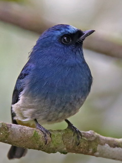 Indigo Flycatcher in Borneo