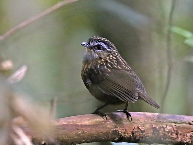 The endemic Mountain Wren-Babbler