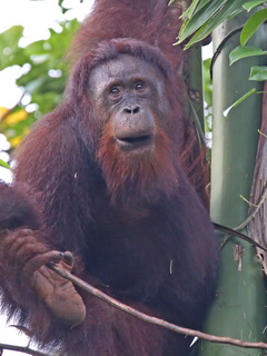 Orangutan in Borneo Rainforest