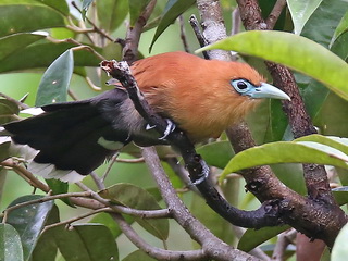 Raffles' Malkoha