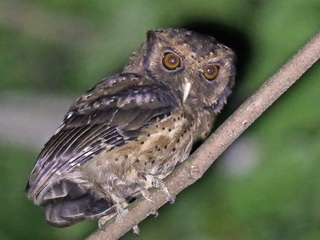 Reddish Scops Owl at Sepilok