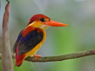 Oriental Dwarf Kingfisher at Sepilok