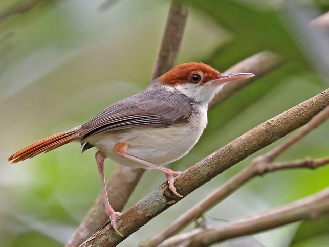 Rufous-tailed Tailorbird