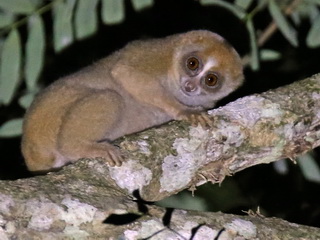 Slow Loris at Sepilok