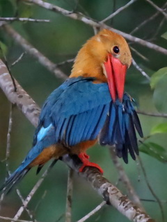 Kingfisher at Sepilok Jungle Resort