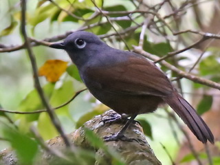 Sunda Laughingthrush