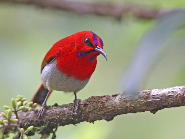 Kinabalu Temminck's Sunbird