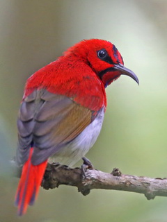 Temminck's Sunbird at Mount Kinabalu