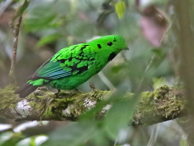 Broadbill -Birding in Sabah