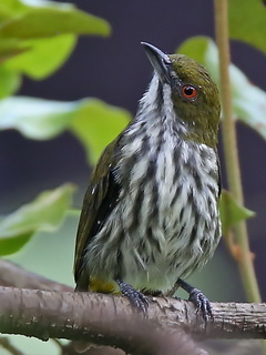 Yellow-vented Flowerpecker