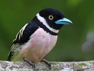 Broadbill -Birding in Sabah