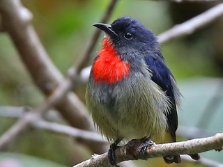 Mt Kinabalu Black-sided Flowerpecker