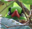 Borneo Green Magpie