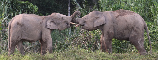 Bornean Pygmy Elephant