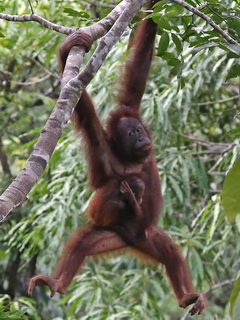 Bornean Orangutan