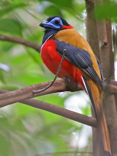 Red-naped Trogon at Sepilok