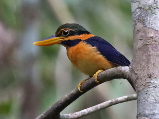 Kingfisher -Birdwatching on Borneo