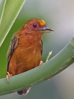 Rufous Piculet at Gomantong