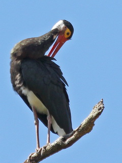 Kinabatangan Storm's Stork