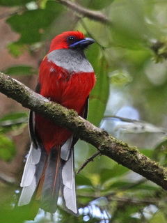 Whitehead's Trogon
            Kinabalu