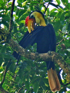 Wrinkled Hornbill at Danum Valley