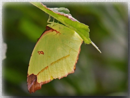 Angled Sulfur at Tawau Hills Park