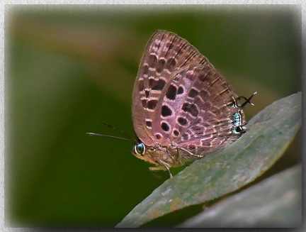 Arhopala achelous -Oakblue