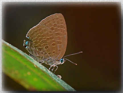 Arhopala borneensis at Lambir Hills Sarawak