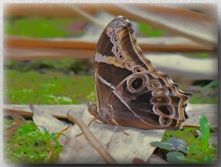 Bamboo Treebrown at Poring Hot Springs