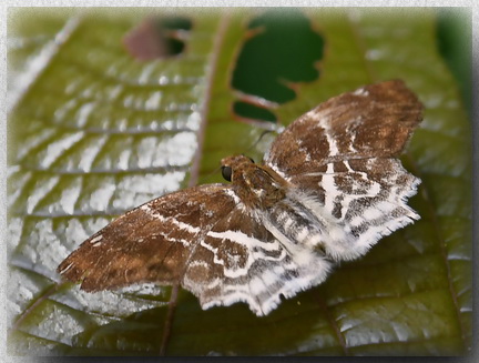 Banded Angle at Kinabatangan