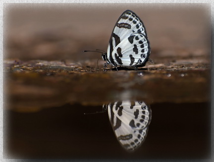 Banded Blue Pierrot at Mahua Waterfall - Crocker
              Range