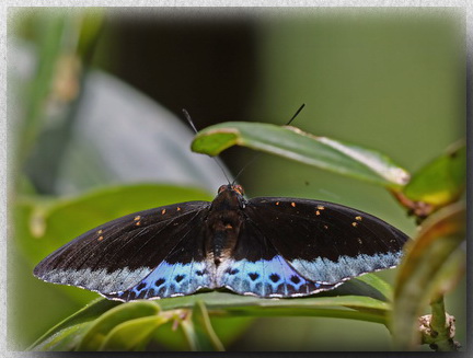 Black-tipped Archduke