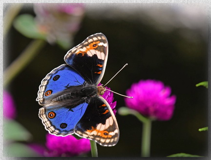 Blue Pansy in Sepilok