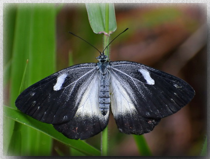 Bornean Jezebel in Kundasang, Sabah