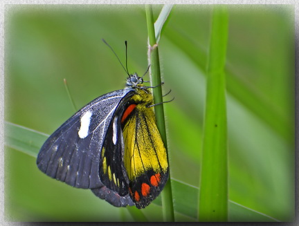 Bornean Jezebel - Sabah - endemic butterfly