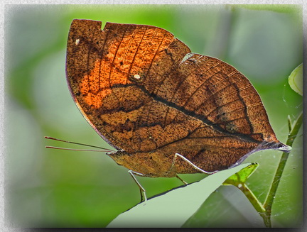 Bornean Oakleaf, Crocker Range NP