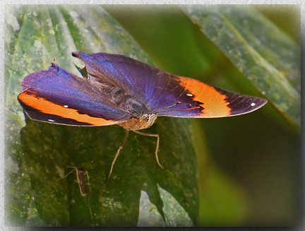 Bornean Oakleaf at Mahua Waterfall - Crocker