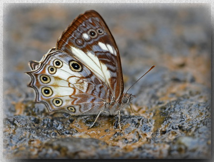 Bornean Satyr - Ptychandra talboti - Borneo endemic
              butterfly