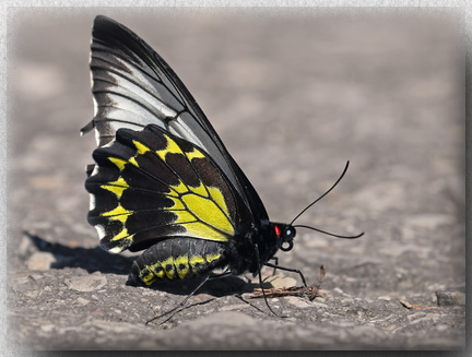 Bornean Birdwing at Kinabalu NP